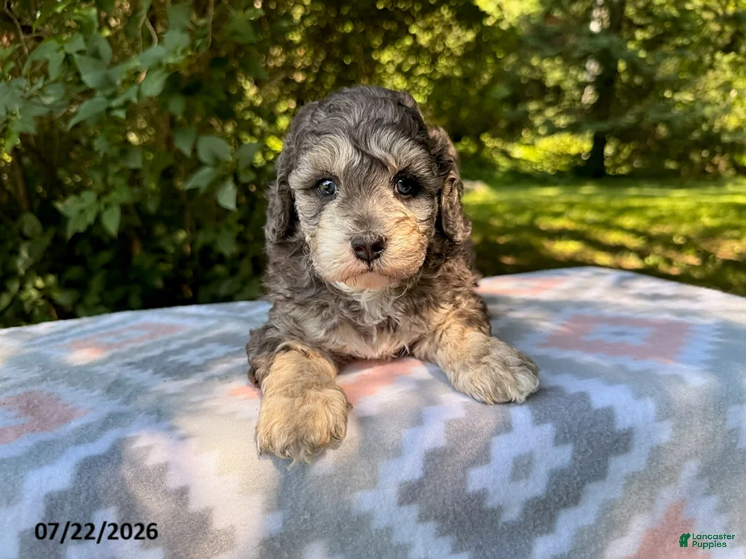 Miniature Poodle dogs for sale: Shiloh - Ad 3
