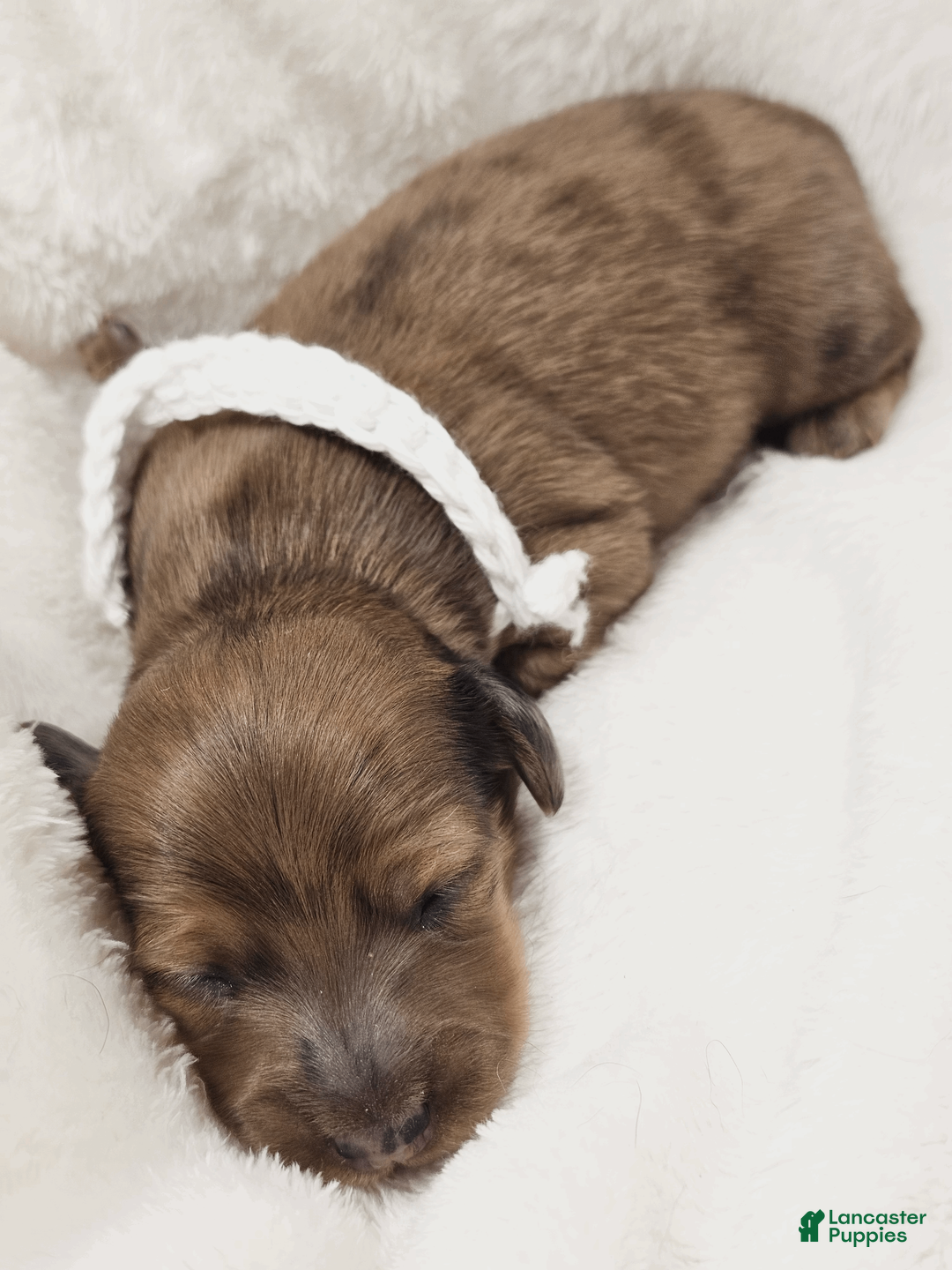 Miniature Dachshund dogs for sale: Sand - Ad 2