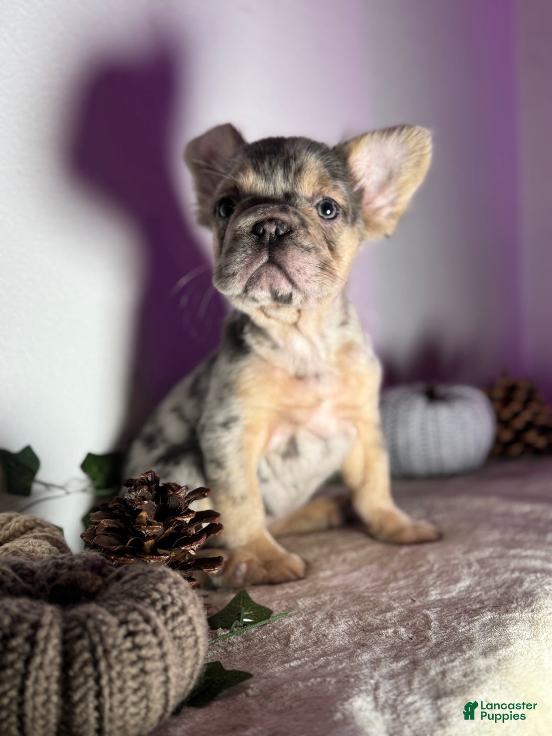 French Bulldog dogs for sale: Blue tan Merle Big Rope Fluffy Female - Ad 7