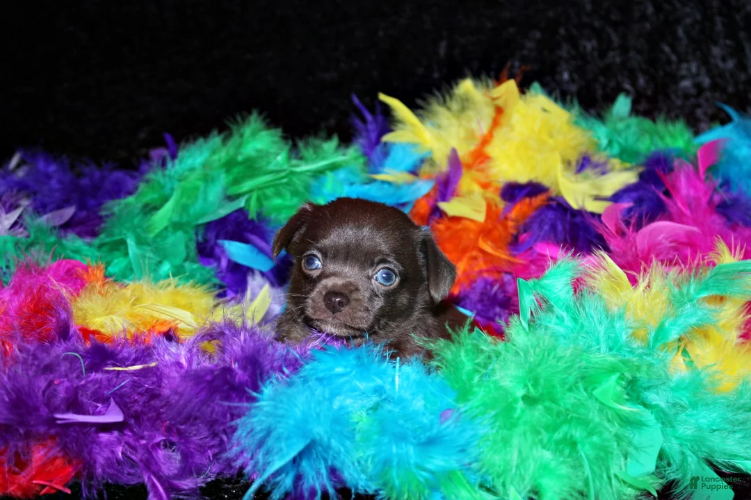 Chihuahua dogs for sale: Innis - Ad 2