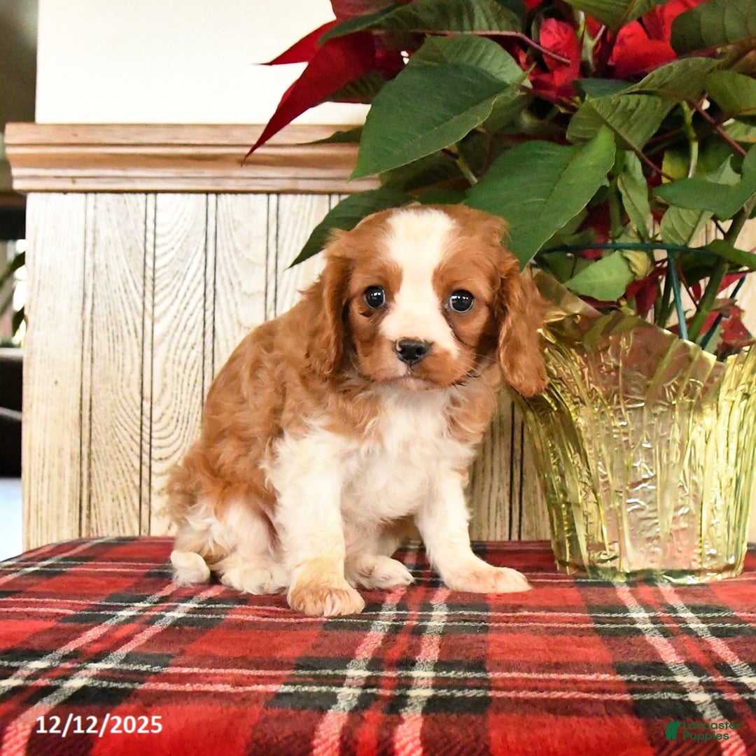 Cavalier King Charles Spaniel dogs for sale: Leo - Ad 2