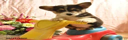 Welsh Corgi Pembroke dogs for sale: Pete - Ad 2