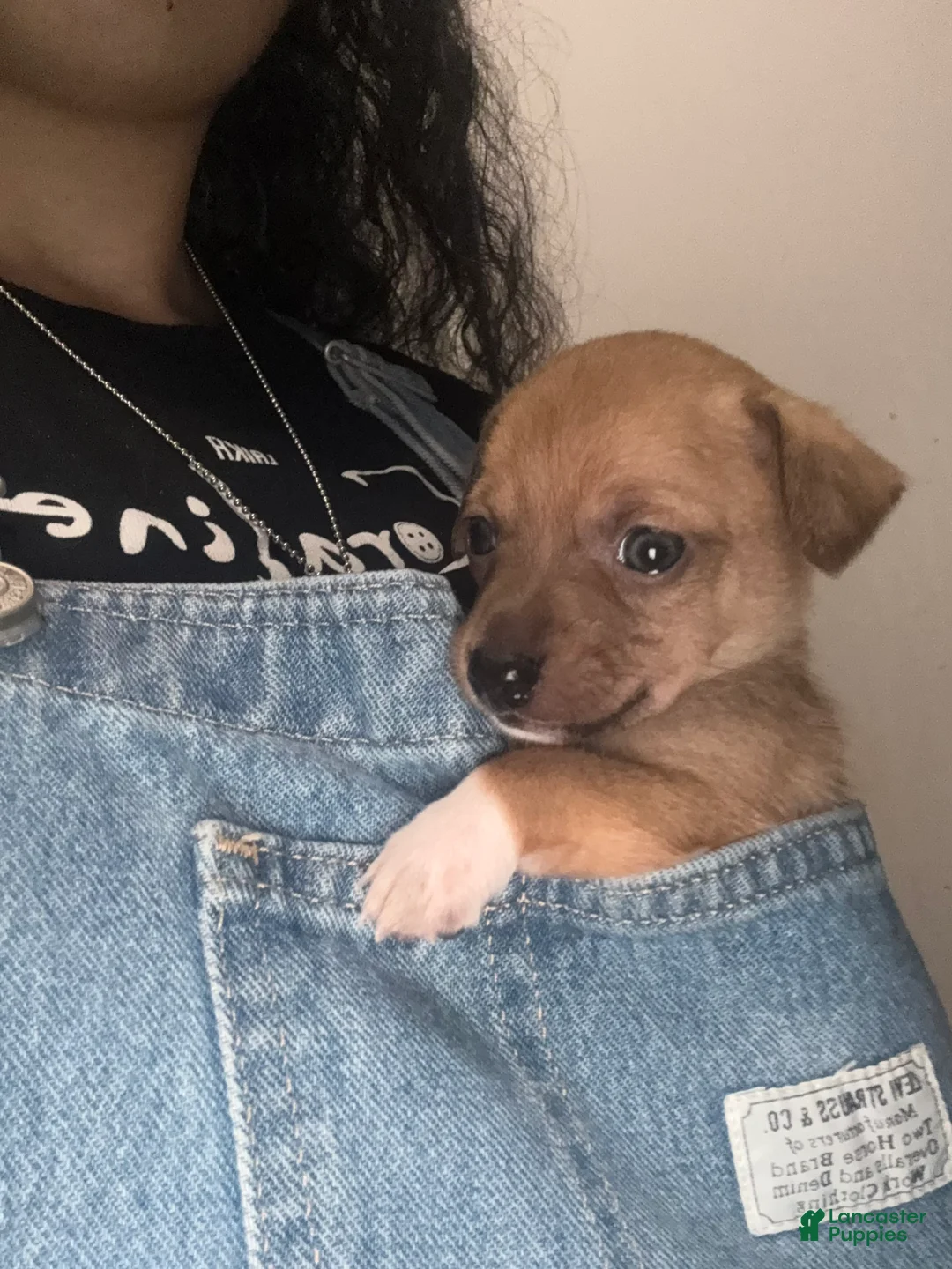 Mixed Breed dogs for sale: Michael Jackson - Ad 2