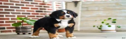 Bernese Mountain Dog dogs for sale: Caleb - Ad 8