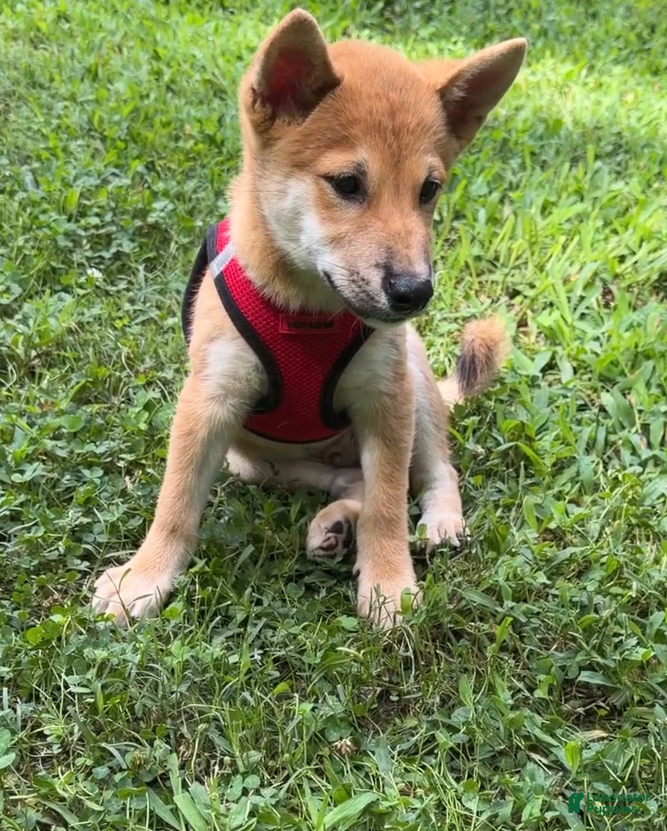 Shiba Inu dogs Rusty - Ad 2