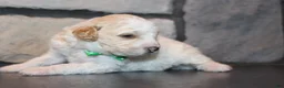 Mini Goldendoodle dogs for sale: Mini Ziggy - Ad 5