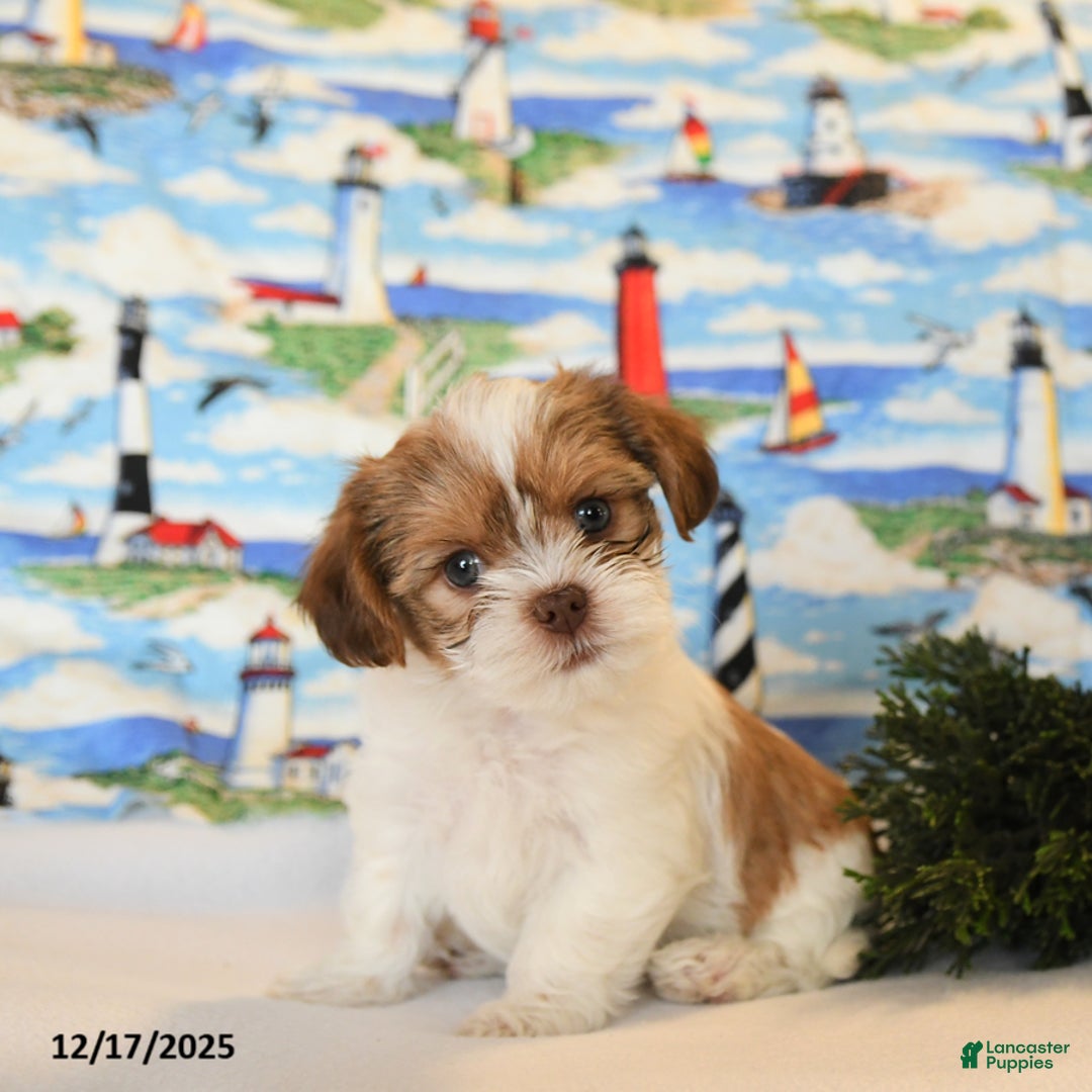 Shorkie dogs for sale: Benji - Ad 2