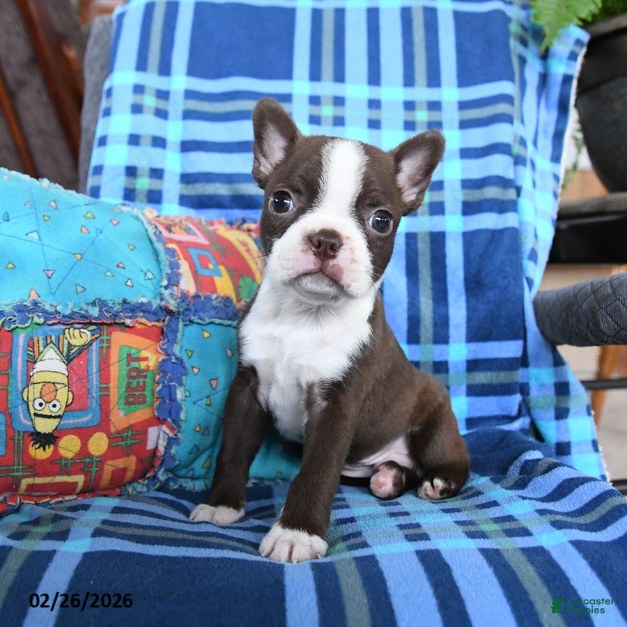 Boston Terrier dogs Quincy - Ad 1