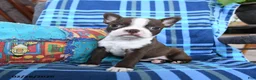 Boston Terrier dogs for sale: Quincy - Ad 1
