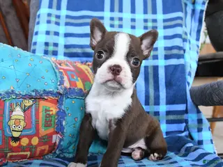Boston Terrier dogs for sale: Quincy - Ad 3