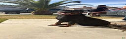 Rottweiler dogs for sale: Rottweiler 2 - Ad 4