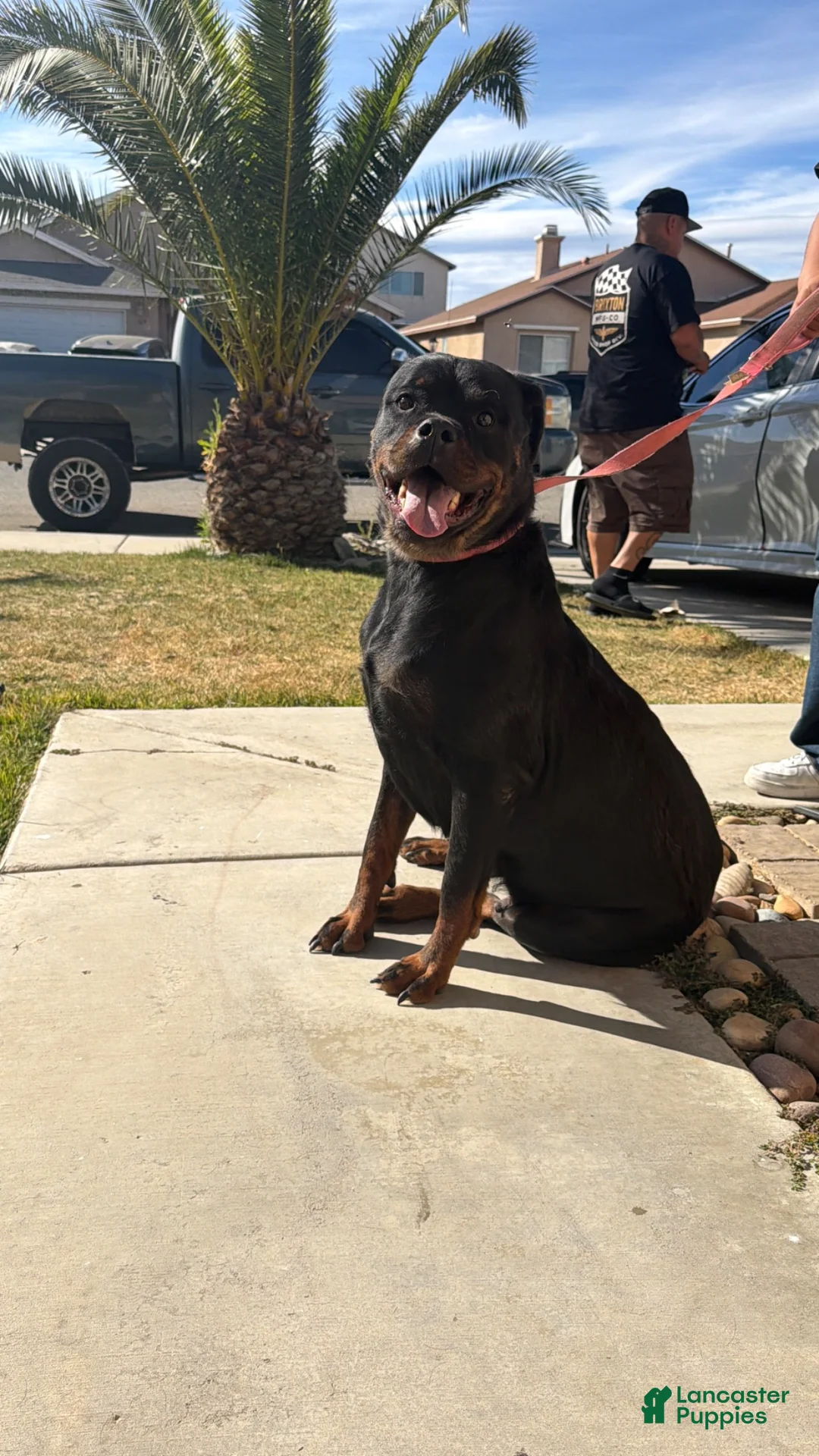 Rottweiler dogs for sale: Rottweiler 2 - Ad 4