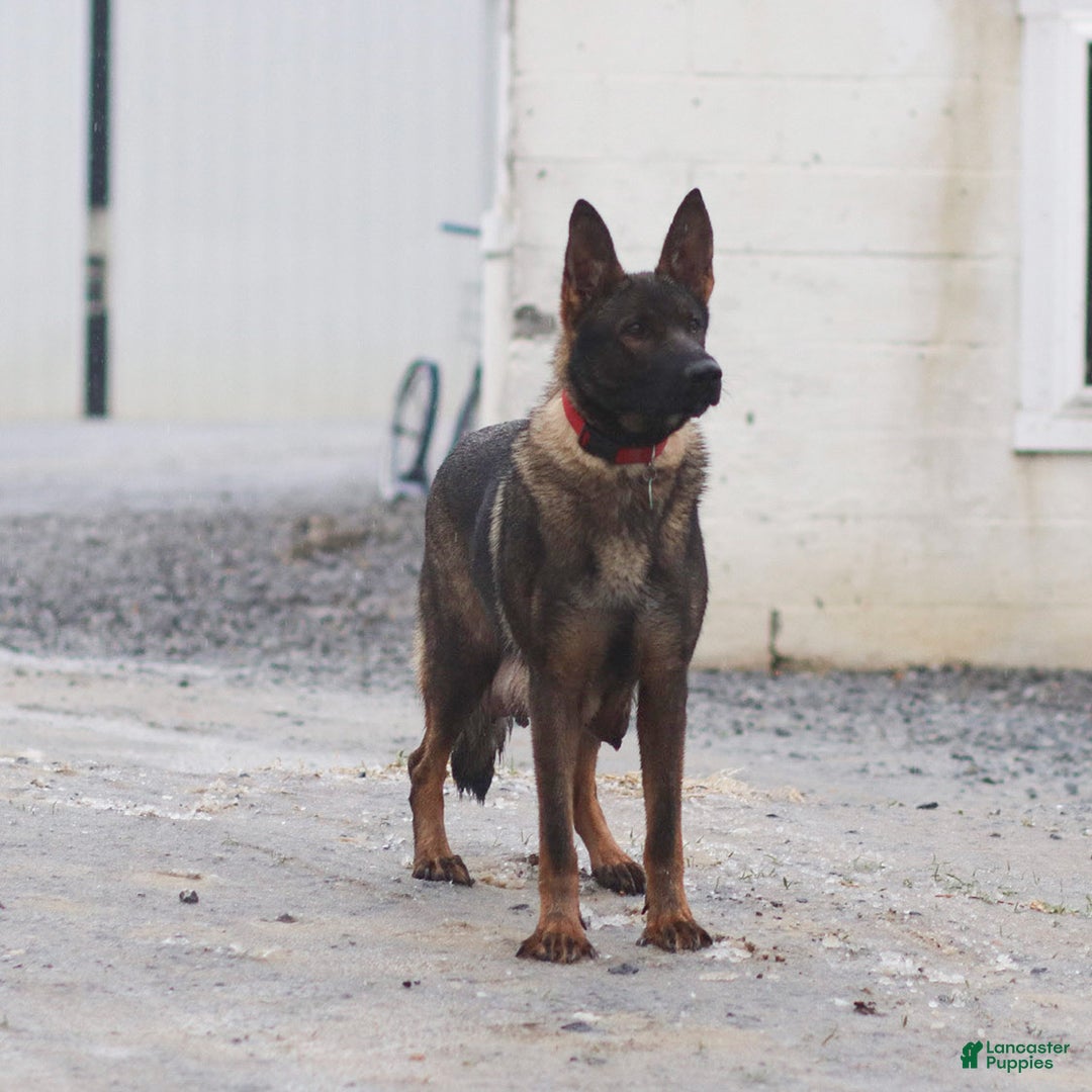 German Shepherd dogs for sale: Finley - Ad 4
