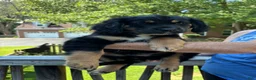 Mixed Breed dogs for sale: Bruce - Ad 7