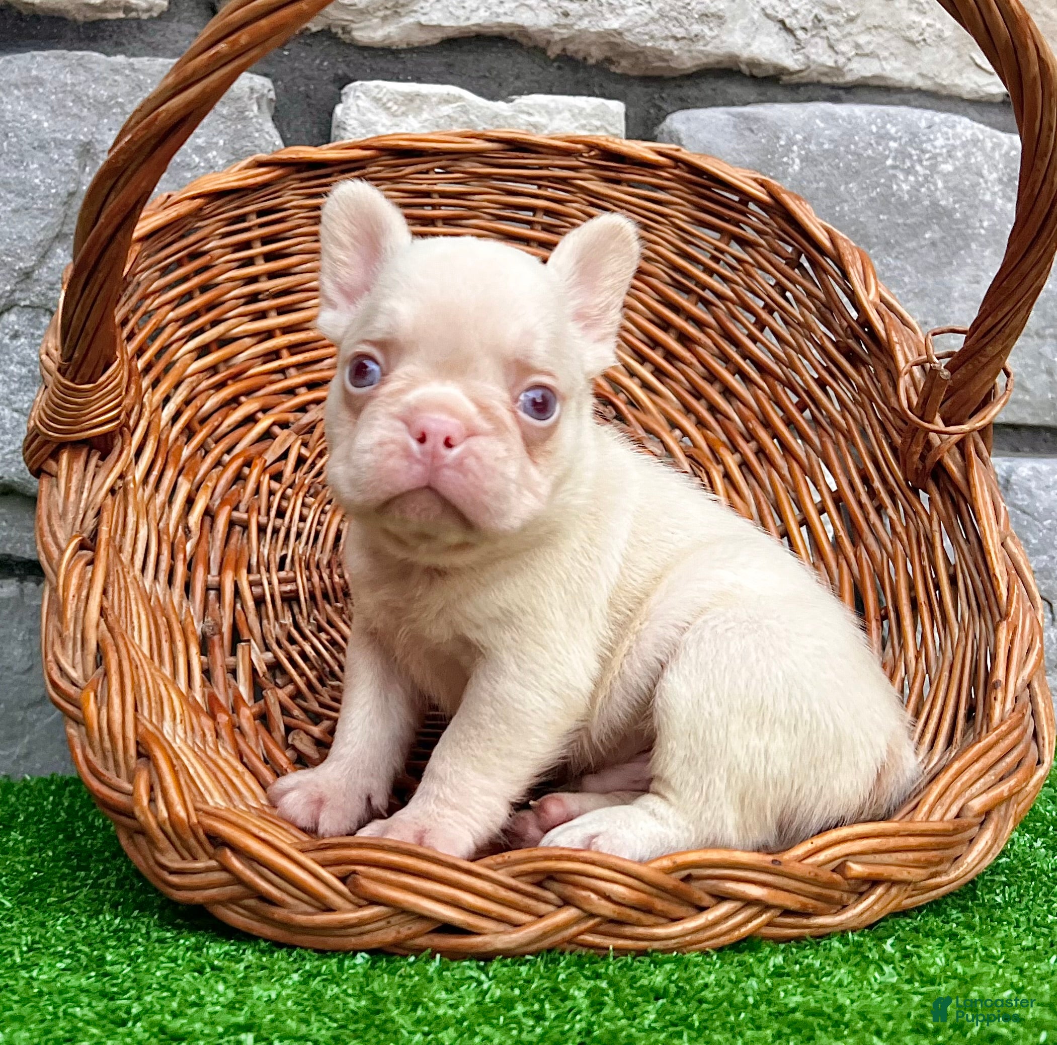 French Bulldog dogs Bugatti Pink - Ad 1