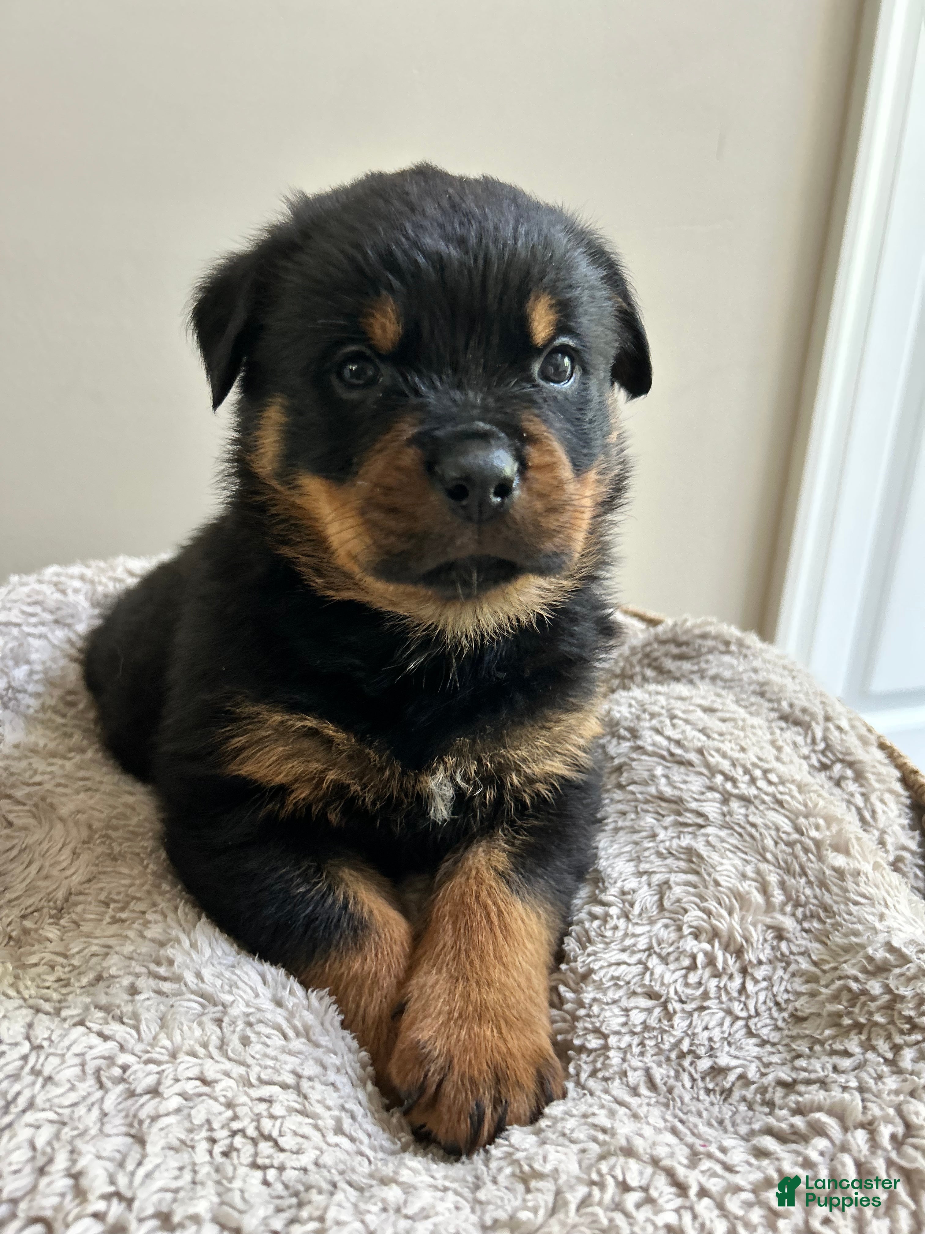 Rottweiler dogs for sale: Oreo - Ad 2