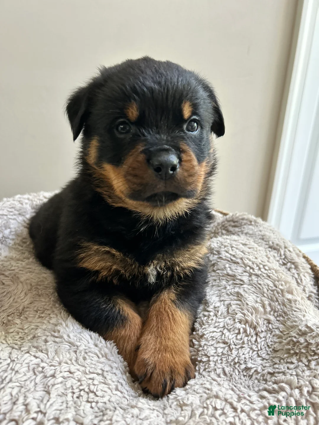 Rottweiler dogs for sale: Oreo - Ad 1