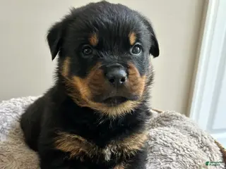Rottweiler dogs for sale: Oreo - Ad 2