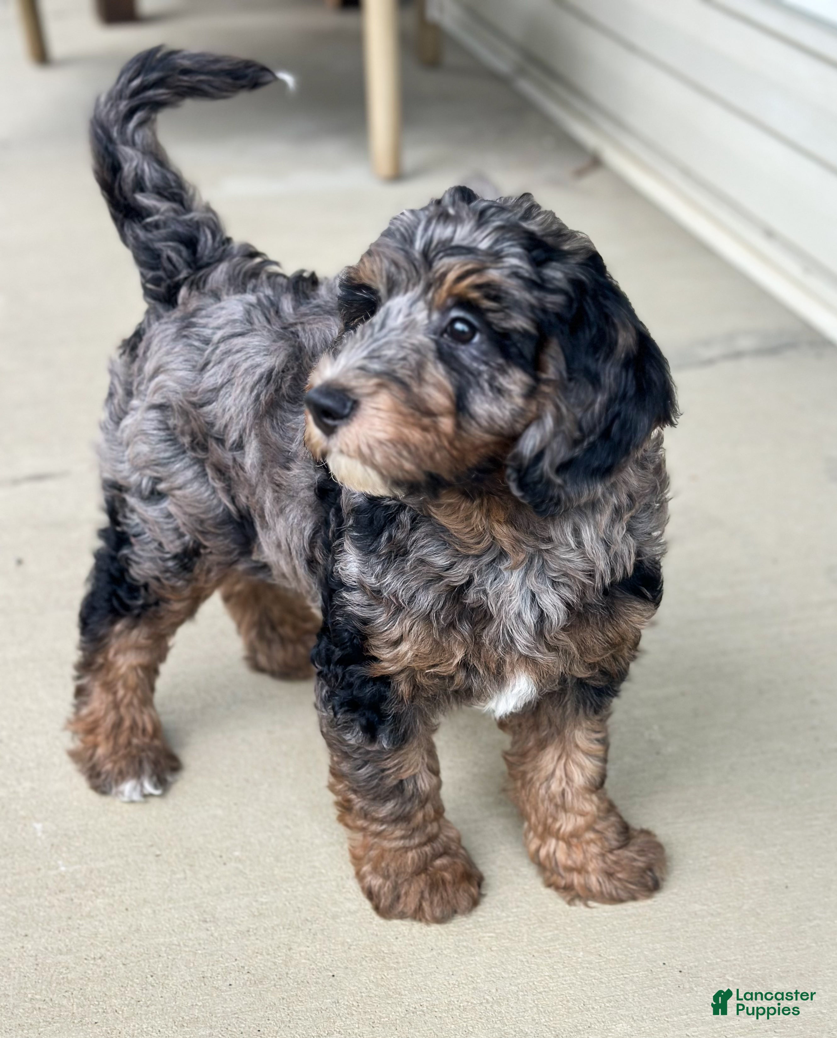 Mini Goldendoodle dogs Romeo - Ad 2