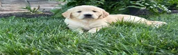 Golden Retriever dogs for sale: Luna - Ad 5
