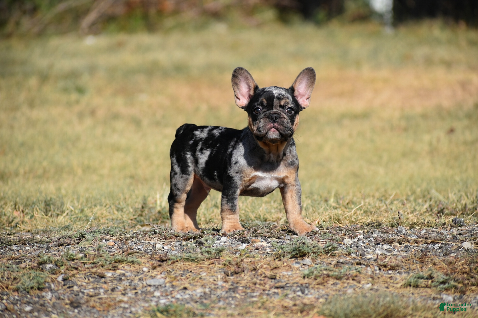 French Bulldog dogs for sale: French Bulldog 3 - Ad 4