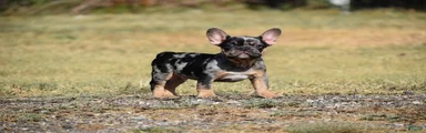 French Bulldog 3