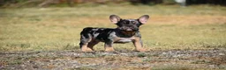 French Bulldog dogs for sale: French Bulldog 3 - Ad 1