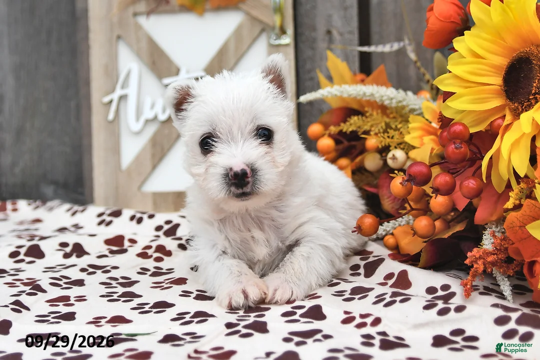 West Highland Terrier dogs for sale: Wendy - Ad 1