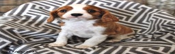 Cavalier King Charles Spaniel dogs for sale: Patrick - Ad 2