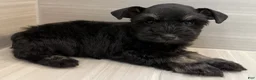 Miniature Schnauzer dogs for sale: Bonnie - Ad 6