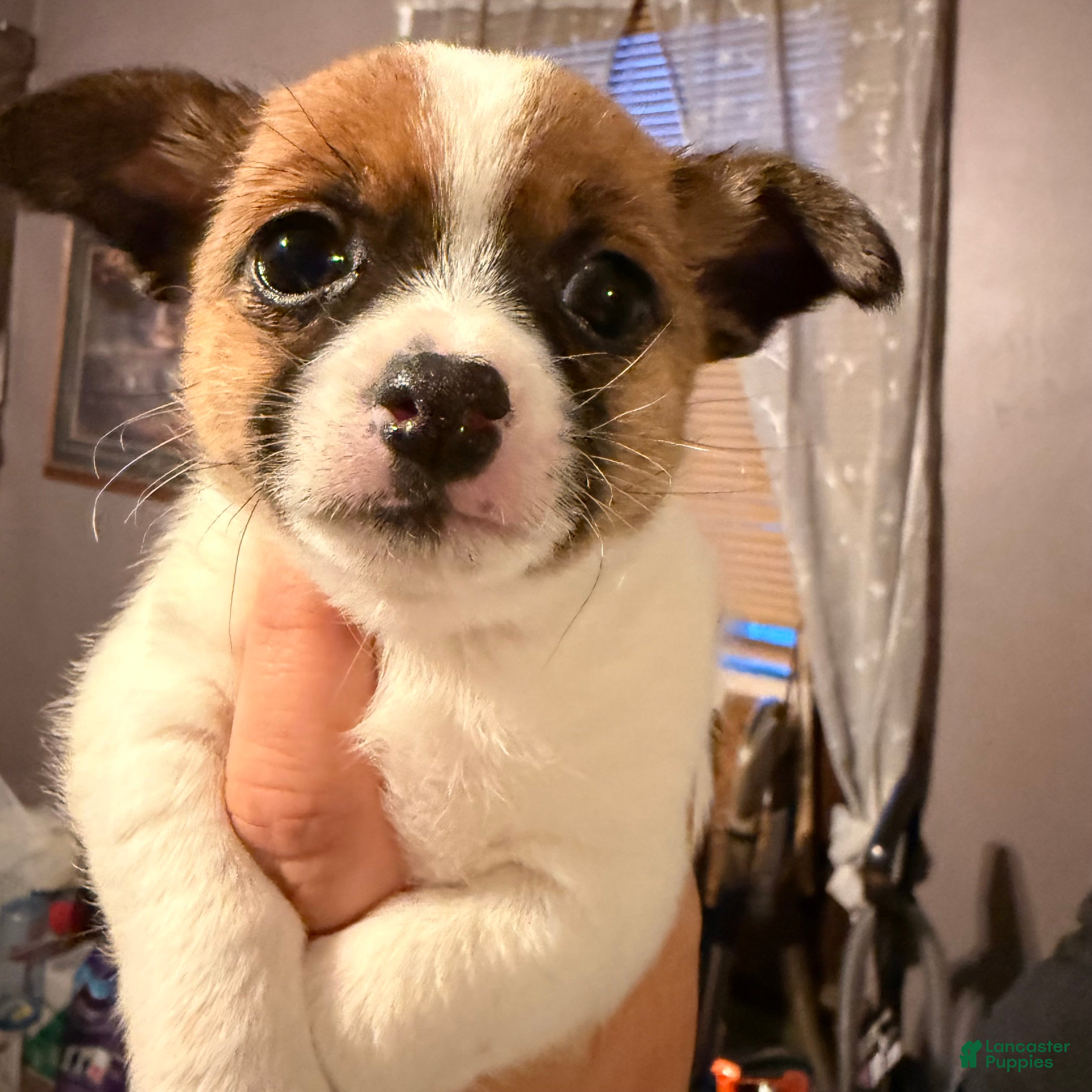Chihuahua dogs Chihuahua Puppy 3 - Ad 11