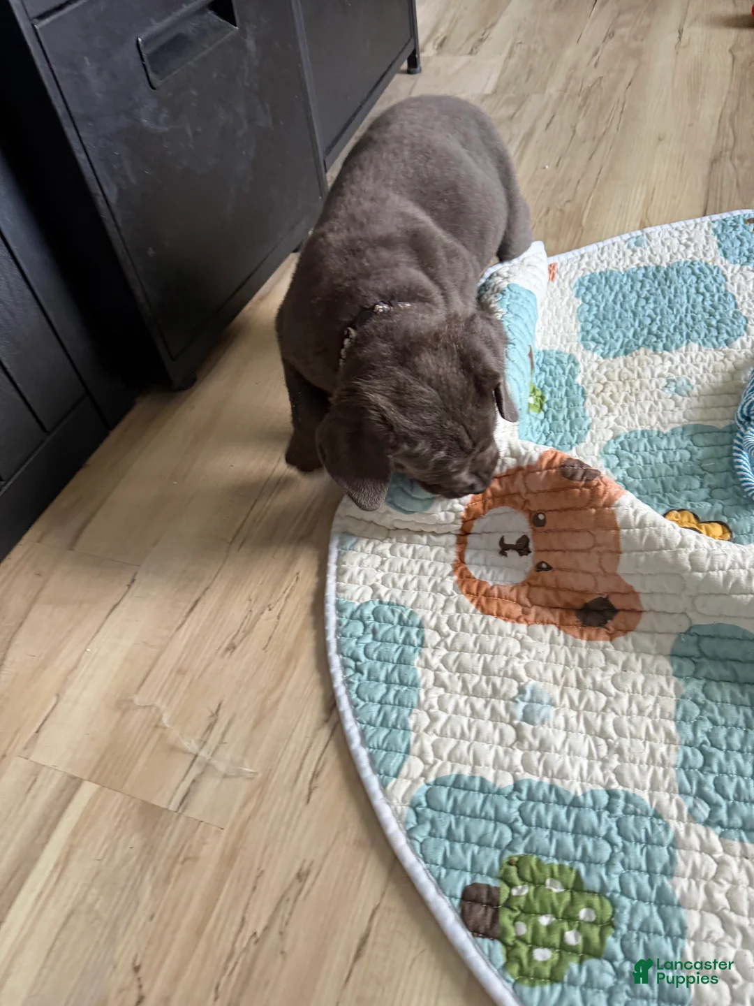 Cane Corso dogs for sale: Goro - Ad 1