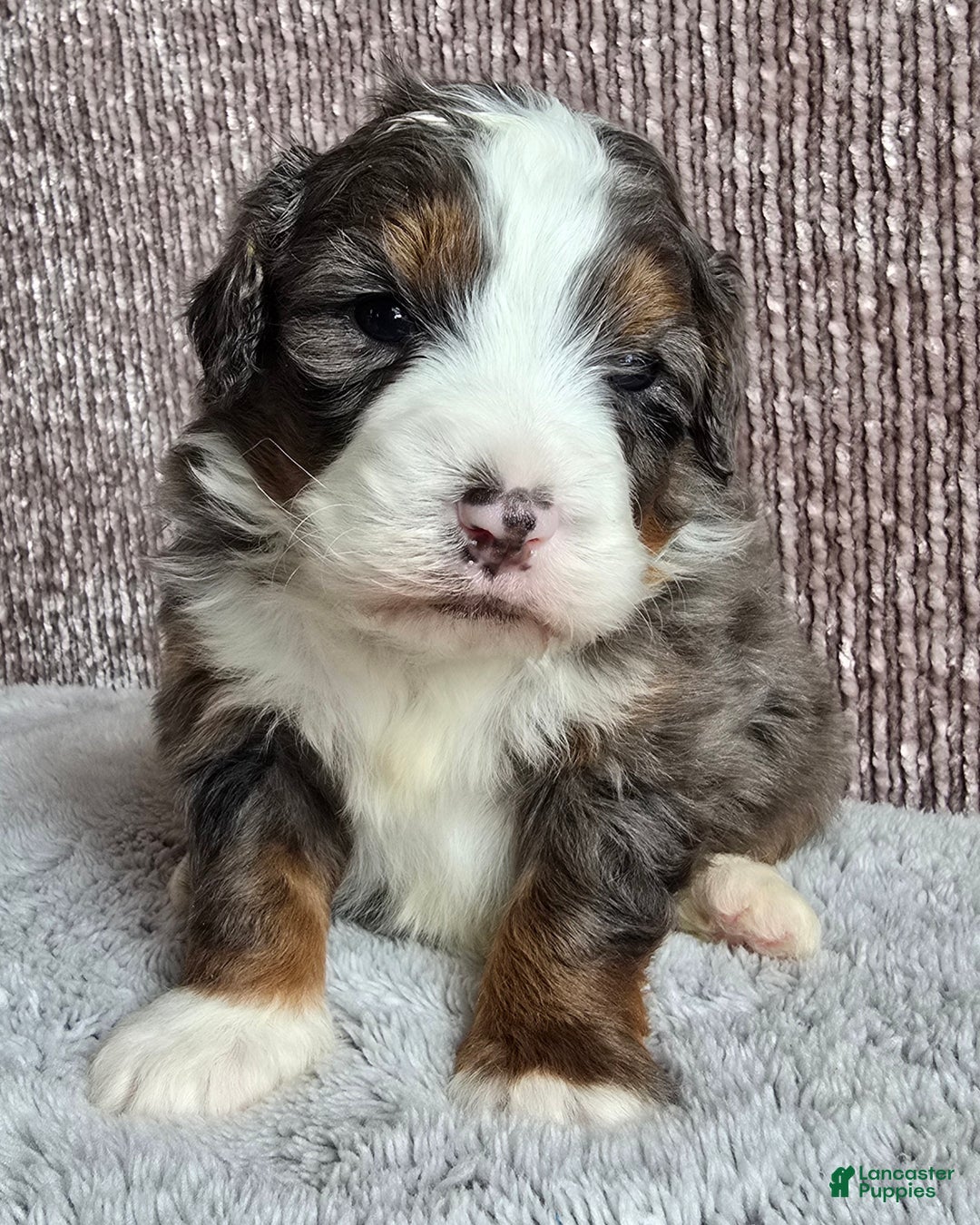 Mini Bernedoodle dogs for sale: Mini Ollie - Ad 9