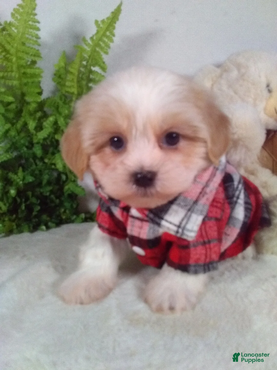 Shihpoo dogs for sale: Hunter - Ad 1