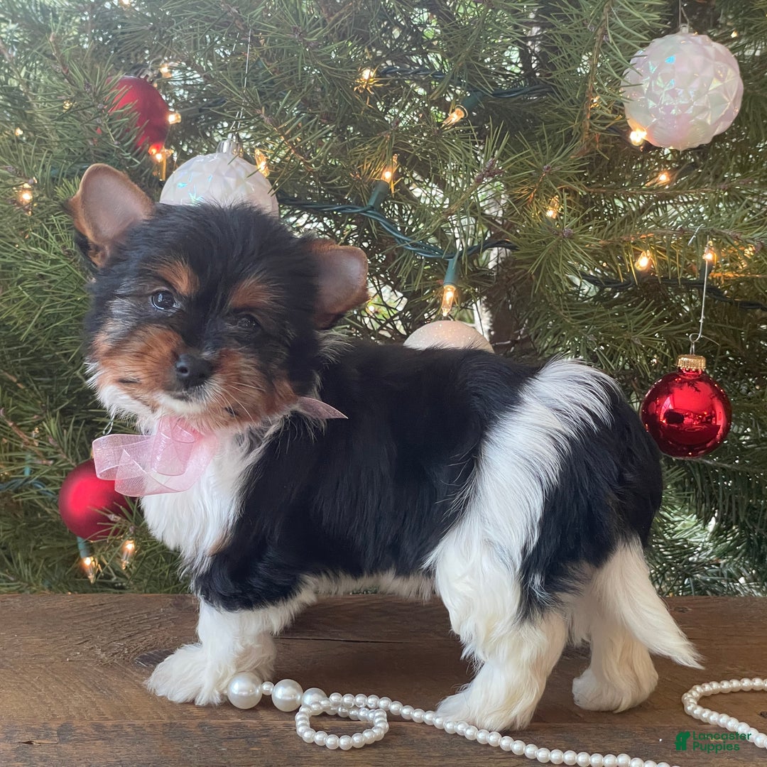 Mixed Breed dogs for sale: Buttercup - Ad 3