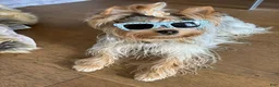 Yorkshire Terrier dogs for stud: Henri Houdini  - Ad 3