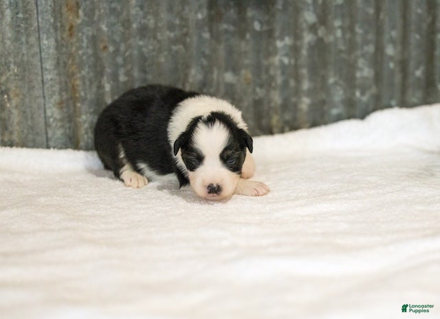 Miniature Australian Shepherd dogs Logan Miniature Australian Shepherd Puppy  - Ad 1