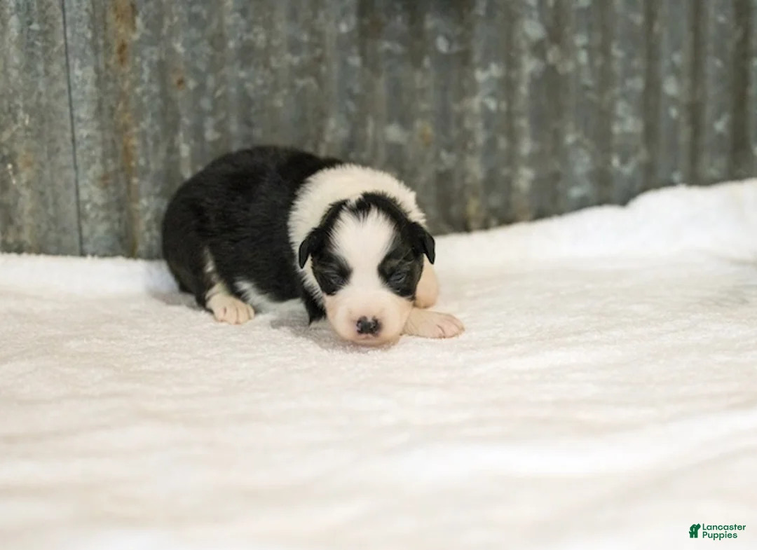 Miniature Australian Shepherd dogs for sale: Logan Miniature Australian Shepherd Puppy  - Ad 1