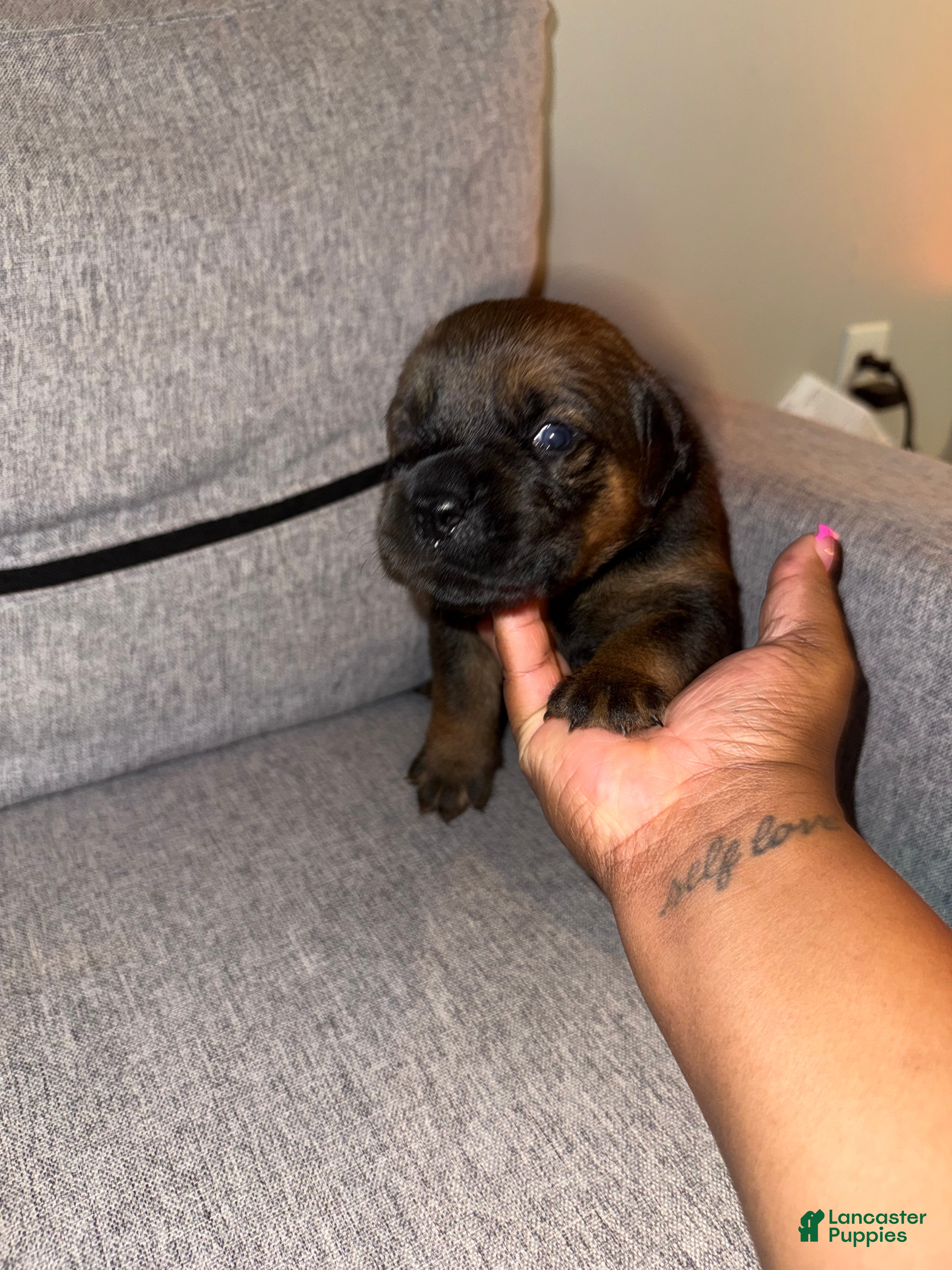 Mixed Breed dogs Mixed Breed 6 - Ad 1
