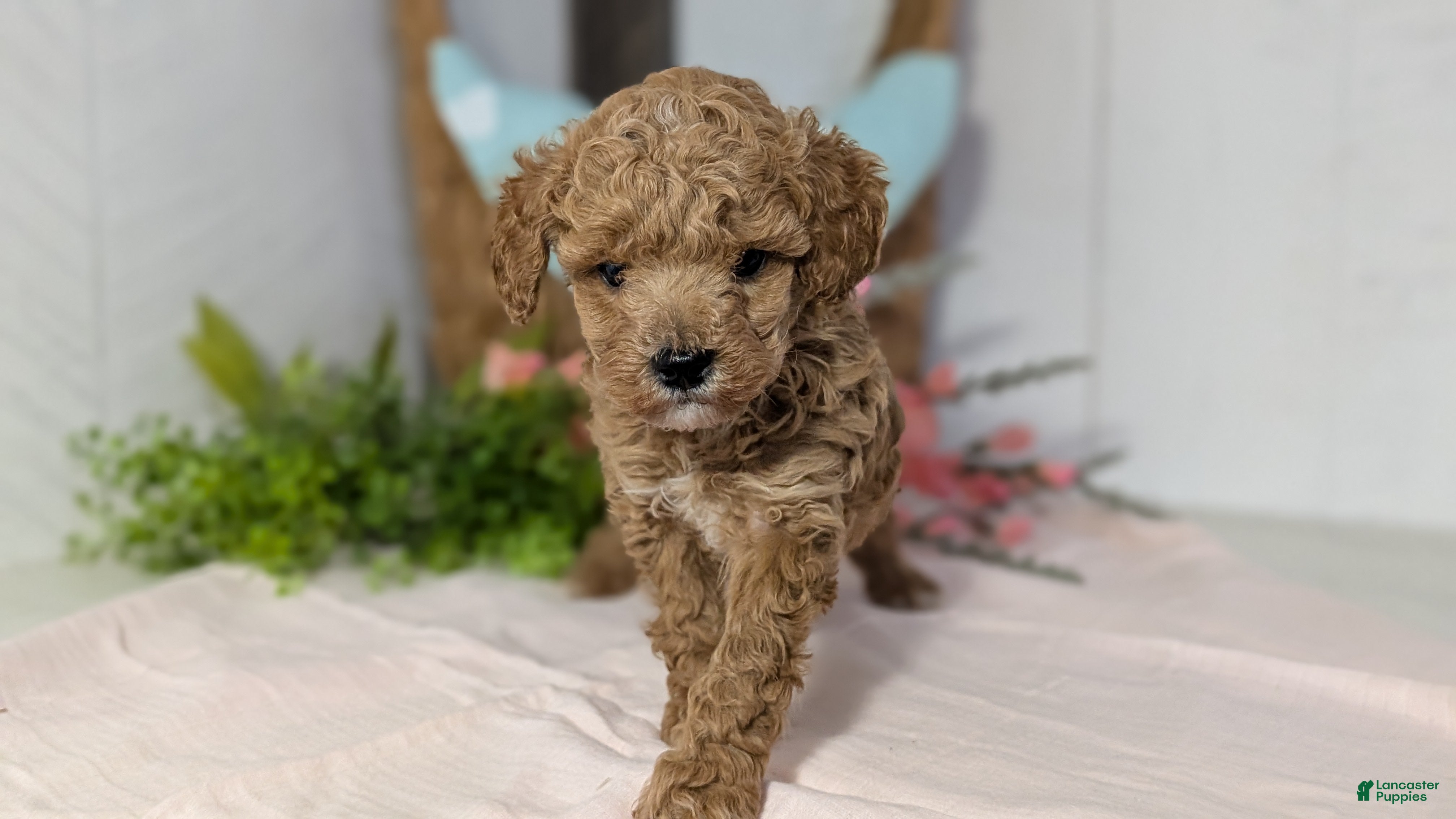 Miniature Poodle dogs Zion - Ad 5