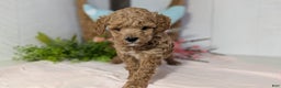 Miniature Poodle dogs for sale: Zion - Ad 5