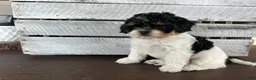 Shihpoo dogs for sale: Maggie - Ad 9