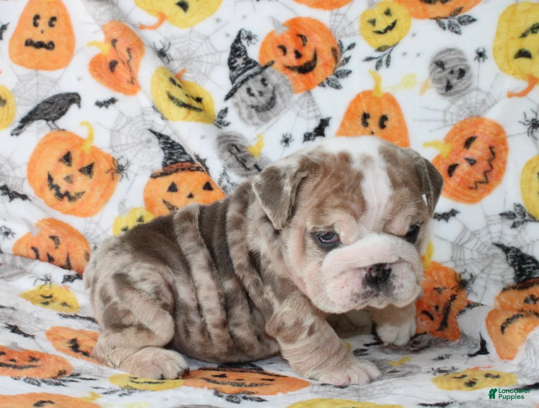 English Bulldog dogs for sale: Fiona  - Ad 2