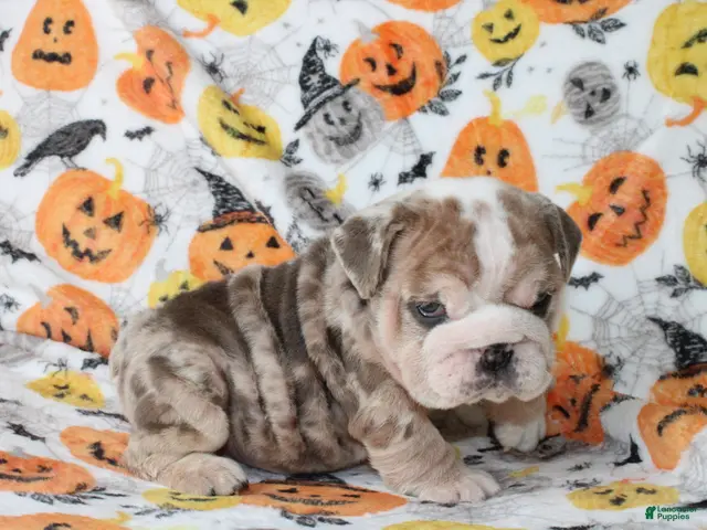 English Bulldog dogs for sale: Fiona - Ad 2