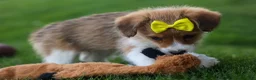 Corgipoo dogs for sale: NOEL - Ad 12