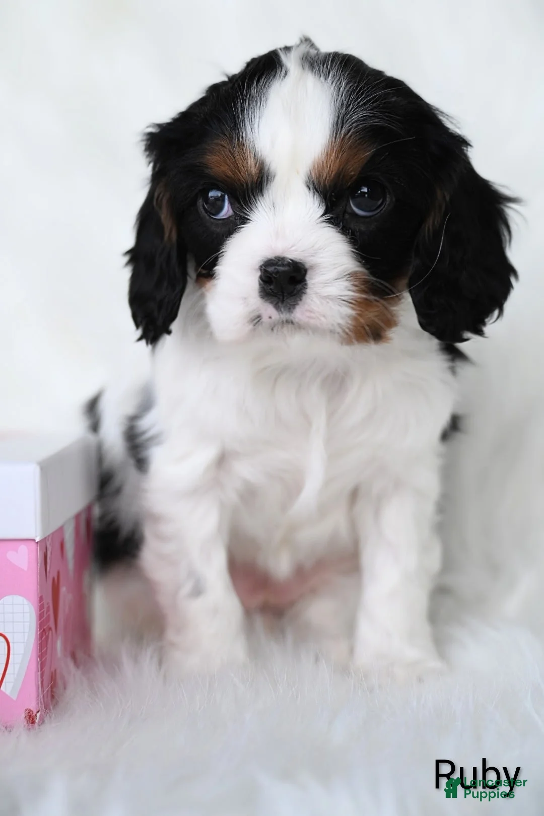 Cavalier King Charles Spaniel dogs for sale: Ruby - Ad 3