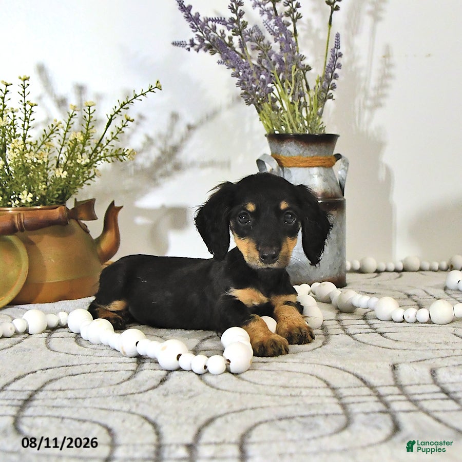 Miniature Dachshund dogs Darcy - Ad 2