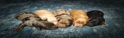 Cavapoo dogs for sale: Sterling (Micro Cavapoo) - Ad 10