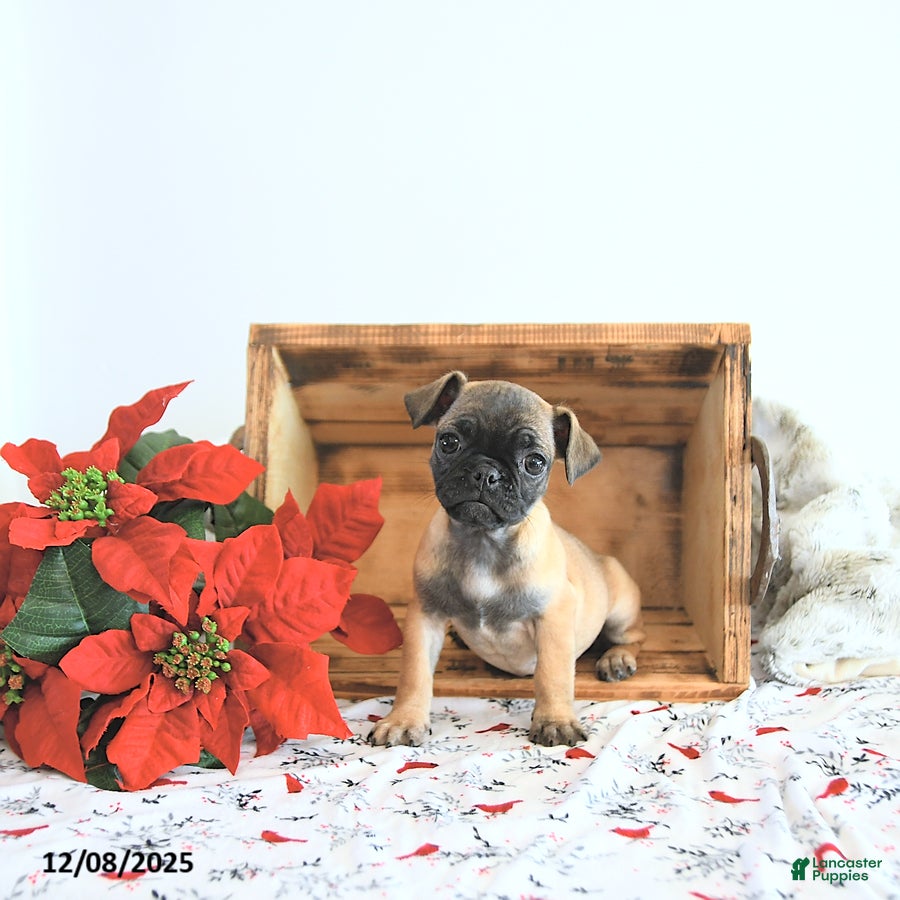 Jug dogs Mercy - Ad 3