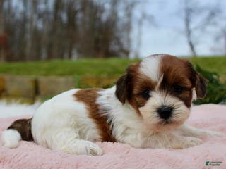 Teddy Bear dogs Teddy Bear Puppy 4 - Ad 33